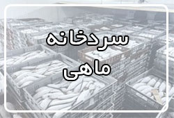 ماهی