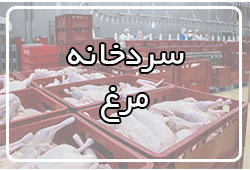 مرغ